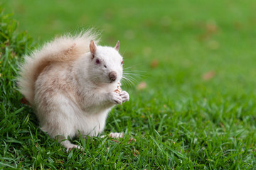 Albino squirrel in a park