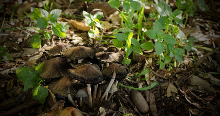 Group of mushrooms in a park in the autumn