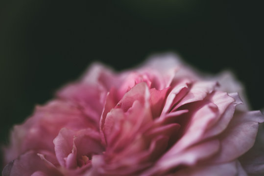 薔薇