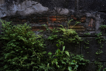Old brik wall with plants