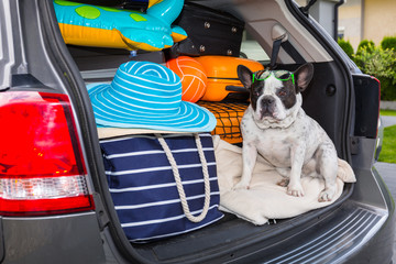 French bulldog sit in the car trunk with luggage ready to go for vacations.