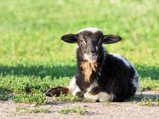 Lamb lies on the grass