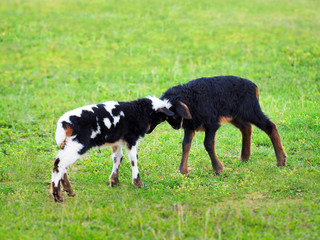 Obraz premium Lambs butt in a green meadow. Two fighting male