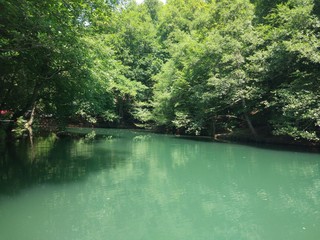 Small lake in the forest of green trees 