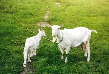 White goat with its babies on the grass. Domestic animals in the nature.