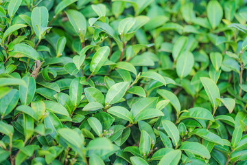 Tea leave in tea plantation