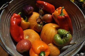 Colorful autumn vegetables in a bucket, freshly picked