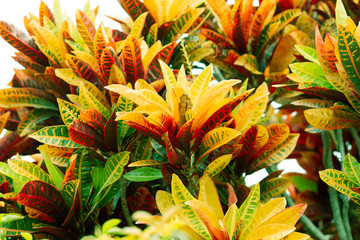 Obraz premium Codiaeum variegatum, orange jasmine. Outstanding colorful, multicolor and leaf-shaped texture. Ornamental plants