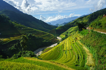 Terrasvormig padieveld in oogstseizoen in Mu Cang Chai, Vietnam.