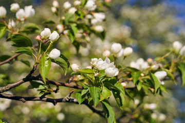 Fototapeta premium Close up shot of apple tree branch in city garden