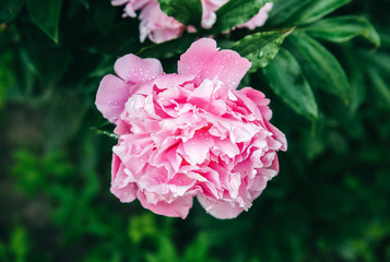 Peonies in dew after the rain. Beautiful flowers in the nature.