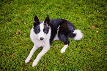 black and white pooch from a dog shelter is lying on its back on the grass, playing with the owner. raising a puppy. take the puppy from the animal shelter. make a friend.