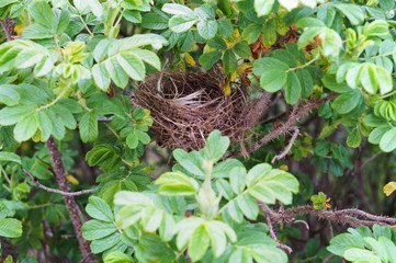 The animal's nest in the wild rose bushes. The bird's nest in the wild rose bushes.