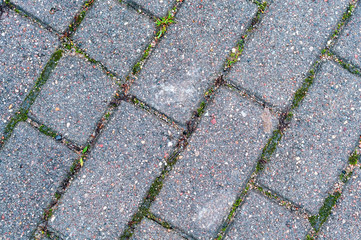 Moss growth between the elements of paving slabs. Rectangular paving slabs.