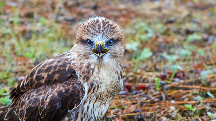 Young chick kite sitting in a meadow and looking into the frame.