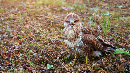 Young chick kite sitting in a meadow and looking into the frame.