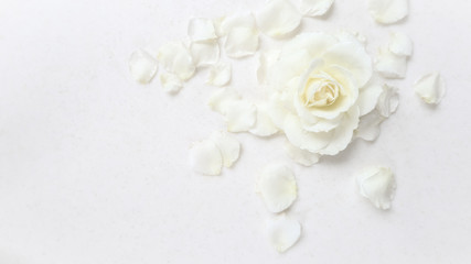 Obraz na płótnie Canvas Beautiful white rose and petals on white background. Ideal for greeting cards for wedding, birthday, Valentine's Day, Mother's Day