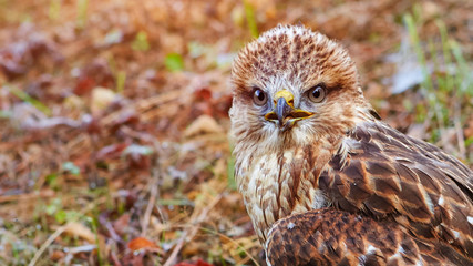 Young chick kite sitting in a meadow and looking into the frame.