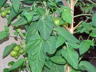 tomaten vor einem alten haus