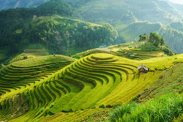 Tuinposter Terrasvormig padieveld in oogstseizoen in Mu Cang Chai, Vietnam. Mam Xoi populaire reisbestemming. © Hanoi Photography