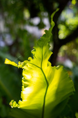 Light see through fresh  Bird's nest fern, Asplenium nidus in bokeh garden, Macro & Close up shot, Light & Shadow