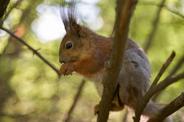 Obraz premium Ginger squirrel takes from hands of human seeds