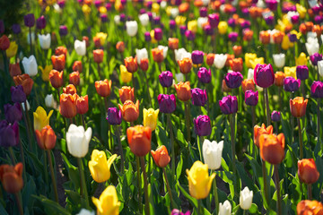 Field of colorful bloom tulips in botanical park