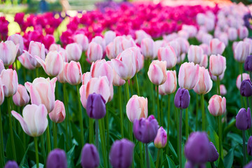 Field of bloom colorful tulips in botanical park