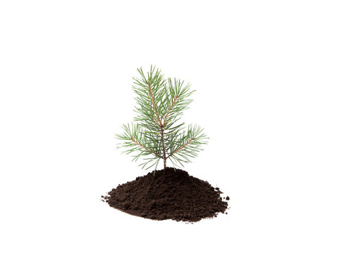 Small pine tree in pile of soil isolated on white, studio shot. Planting new trees in forest. Environmentally friendly lifestyle and renewing investing in forest concept. Lot of copy space.