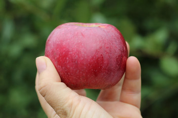 red ripe juicy fresh big red Apple in hand on green blurred background