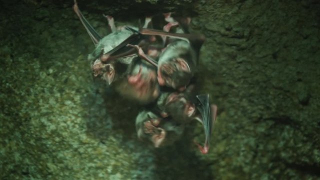 Group of vampire bats in a cave