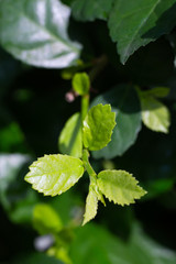Fresh green Streblus asper Lour, Siamese rough bush, Tooth brush tree in garden, Macro & Close up shot, Selective focus