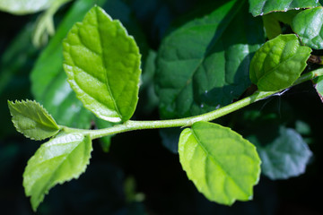 Blurred fresh green Streblus asper Lour, Siamese rough bush, Tooth brush tree in garden, Macro & Close up shot