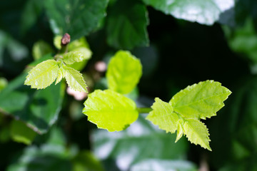 Fresh green Streblus asper Lour, Siamese rough bush, Tooth brush tree in garden, Macro & Close up shot, Selective focus