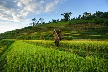 Papier Peint photo Mu Cang Chai Terraced rice field in harvest season with local ethnic woman carrying harvesting equipment home in Mu Cang Chai, Vietnam.
