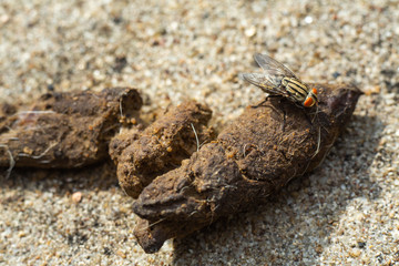 A Housefly holding on fresh dog poop with hair, Cement floor background, Jack russell terrier, Close up & macro shot
