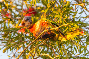 Rainbow Lorikeet feeding in the Bottle Brush highlighted by the late afternoon sun.