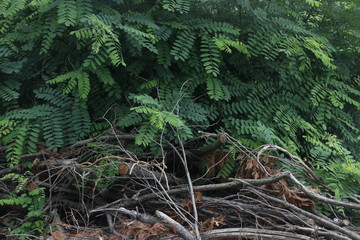 Spring plants in a forest