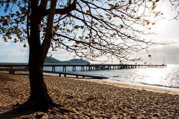 Palm Cove jetty in the early morning through the silhouetted branches of a tree.