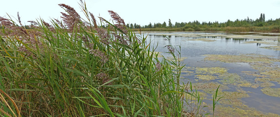 Lakes overgrown with reeds on a cloudy summer day