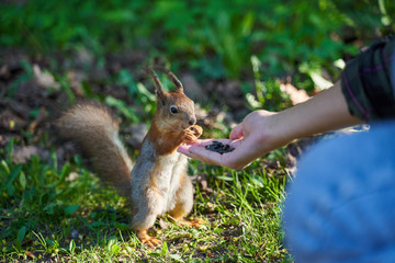Ginger squirrel takes from hands of human seeds