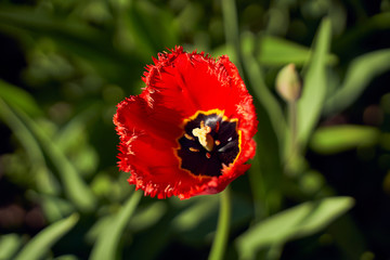 Close up shot of one beautiful red Tulip in garden