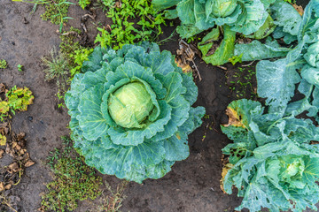 cabbage grows on the ground
