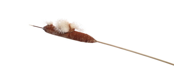 Common bulrush, reed with seeds isolated on white background, clipping path - obrazy, fototapety, plakaty