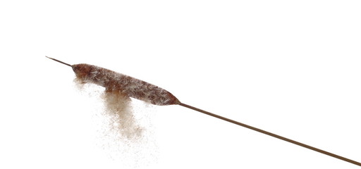Common bulrush, reed with seeds isolated on white background, clipping path © dule964