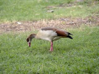 Egyptian Goose, Alopochen aegyptiacus, on grass by lake, Awassa, Ethiopia