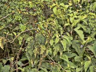 Beautifully colored little bee-eater, Merops pusillus, disappearing in a stand, Lake Awassa, Ethiopia