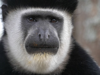 Obraz premium Portrait of male Guereza colobus, Colobus guereza, lake, Awassa, Ethiopia