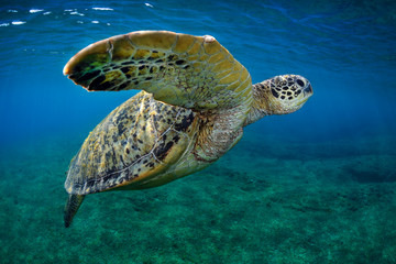Marine life, Liuqiu island, Taiwan