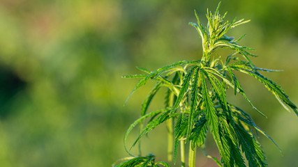 A marijuana bush, with strong branches on which ripe seeds.